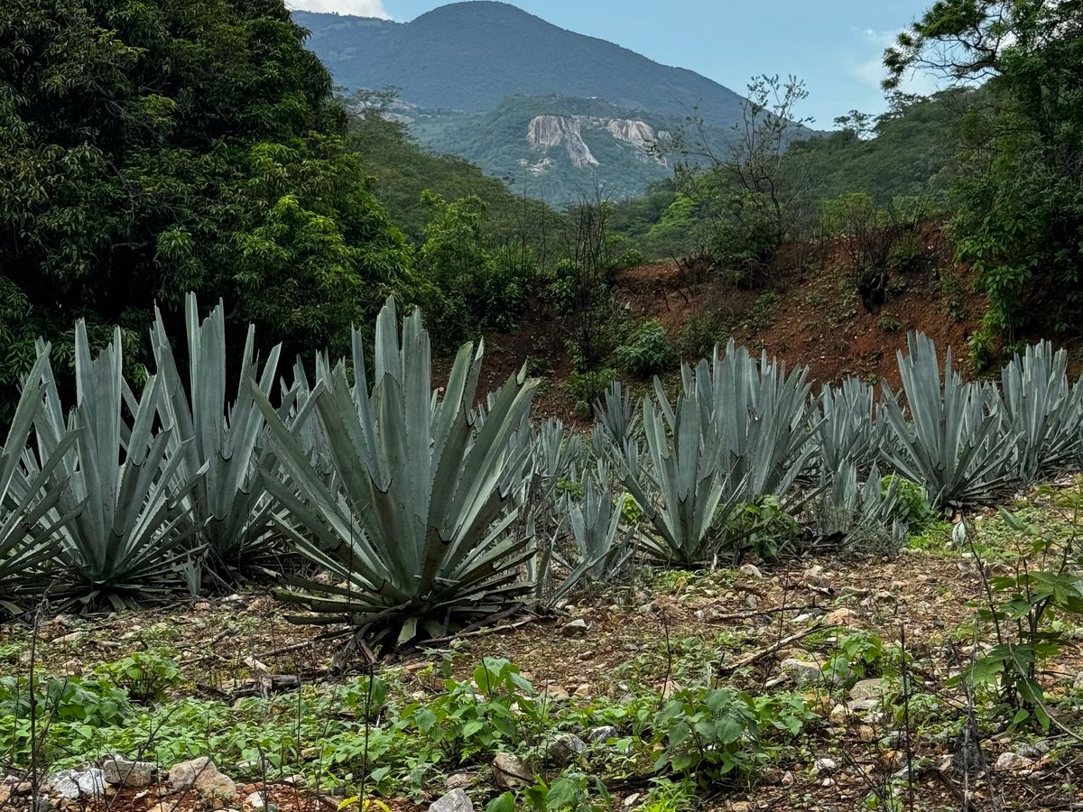 Rows of agave growing on a hillside in the Oaxacan highlands.