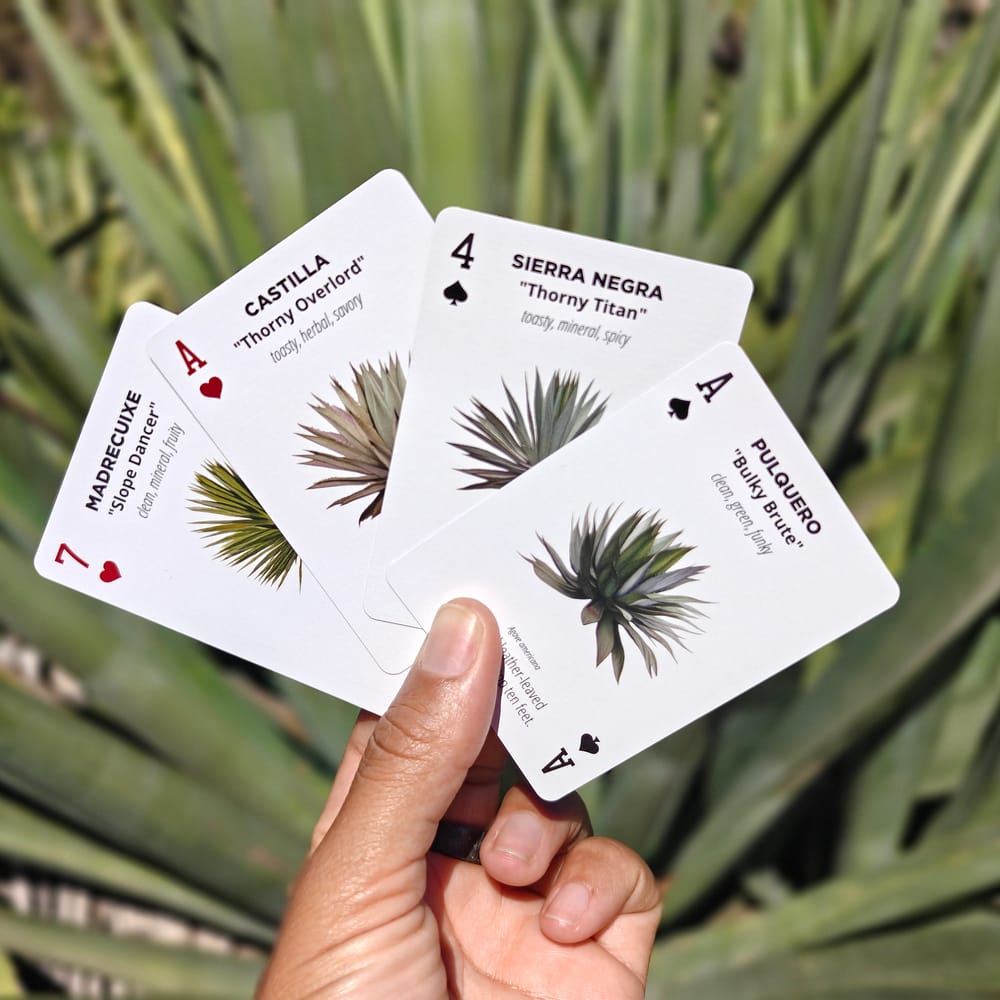 A hand fanning four Discovery Deck agave cards, Madrecuixe, Castilla, Sierra Negra and Pulquero, over a spiky agave plant.